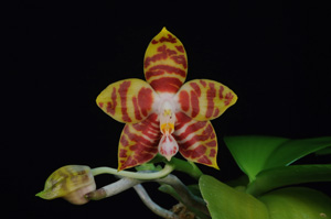 Phal. amboinensis Kaitlyn HCC 77 pts.